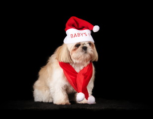 Shih-Tzu déguisé en père Noël