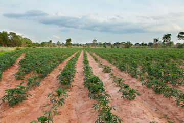 Fototapeta na wymiar Cassava or manioc plant field in Thailand