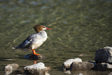 Common Merganser (Mergus merganser)
