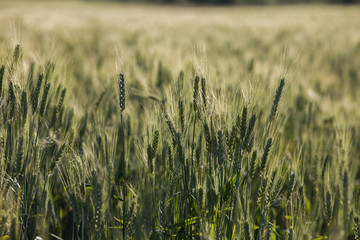 Green ears of wheat in field