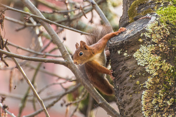 Eichhörnchen