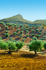 Olive Trees in Spain