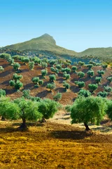 Papier Peint photo Lavable Olivier Olive Trees in Spain