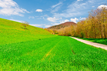 Fototapeta premium Asphalt Path