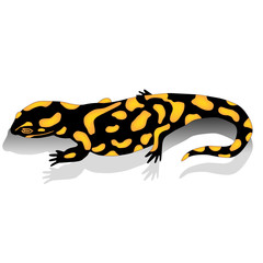 Salamander