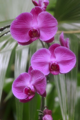 Pink orchids in the mist
