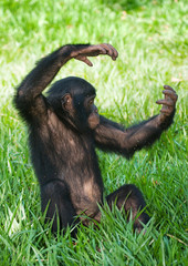 Baby Bonobo sitting on the grass. Democratic Republic of Congo. Lola Ya BONOBO National Park. An excellent illustration.