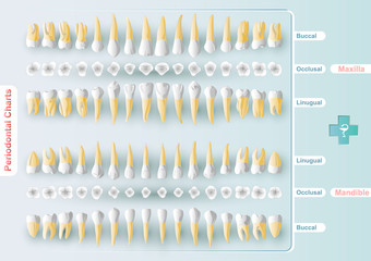  Dental and Periodontal Charting © sergey7