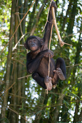Bonobo on a tree. Democratic Republic of Congo. Lola Ya BONOBO National Park. An excellent illustration.