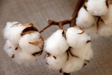 Cotton Flower Plant Close up