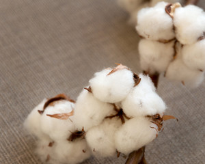 Cotton flower on cotton cloth.