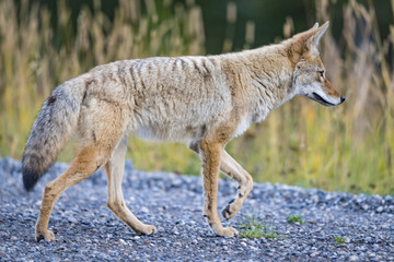 Naklejka na ściany i meble Coyote (Canis Latrans)