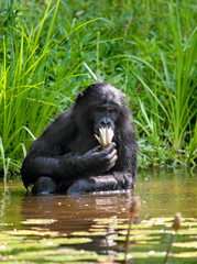 Bonobo is waist-deep in the water and trying to get food. Democratic Republic of Congo. Lola Ya BONOBO National Park. An excellent illustration.