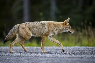 Foto op Canvas Coyote (Canis Latrans) © BGSmith