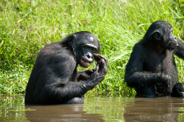 Bonobo is waist-deep in the water and trying to get food. Democratic Republic of Congo. Lola Ya...