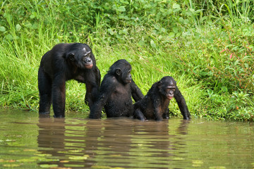 Obraz na płótnie Canvas Group of Bonobos. Democratic Republic of Congo. Lola Ya BONOBO National Park. An excellent illustration.