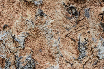 Closeup cracked skin of trunk of tree texture background
