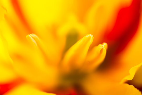 Closeup of the blooming yellow tulip flower