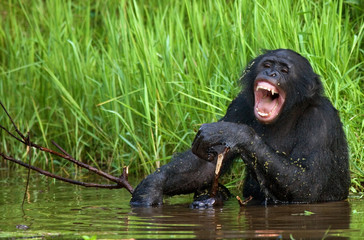 Bonobo is waist-deep in the water and trying to get food. Democratic Republic of Congo. Lola Ya...
