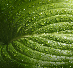 Hosta leaf with rain drops
