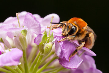 Pollinating bee