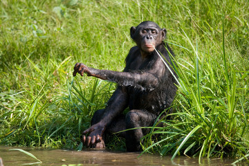 Bonobo playing with water. Democratic Republic of Congo. Lola Ya BONOBO National Park. An excellent illustration.
