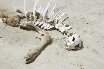 Skeleton of guanaco on desert floor.