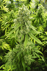 Big Marijuana Bud with Crystals on Cannabis Plant at Indoor Farm