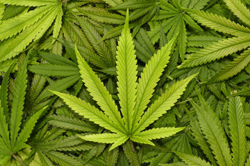 Big Marijuana Leaf Close Up with Texture Background of Cannabis Leaves in a Pile