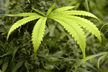 Big Marijuana Leaf on Indoor Cannabis Plant