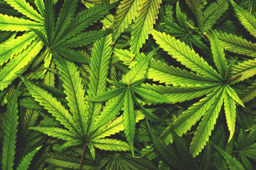 Cannabis Texture Marijuana Leaf Pile Background with Flat Vintage Style - obrazy, fototapety, plakaty