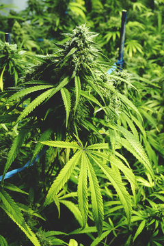 Bud on Marijuana Plant at Indoor Cannabis Farm with Flat Vintage Style