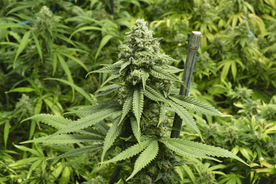 Close Up of Big Bud on Cannabis Plant at Indoor Marijuana Farm