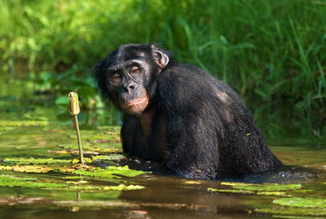 Naklejka premium Bonobo is waist-deep in the water and trying to get food. Democratic Republic of Congo. Lola Ya BONOBO National Park. An excellent illustration.