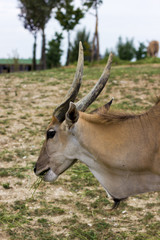 Eland