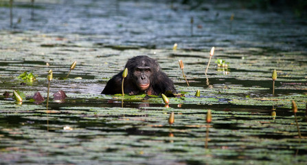 Bonobo is waist-deep in the water and trying to get food. Democratic Republic of Congo. Lola Ya BONOBO National Park. An excellent illustration.