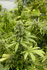 Tall Marijuana Plants with Big Buds and Leaves at Indoor Cannabis Farm