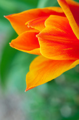 Fototapeta premium OG like a florist