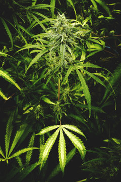 Marijuana Plant with Bud and Leaf at Indoor Cannabis Farm with Flat Vintage Style