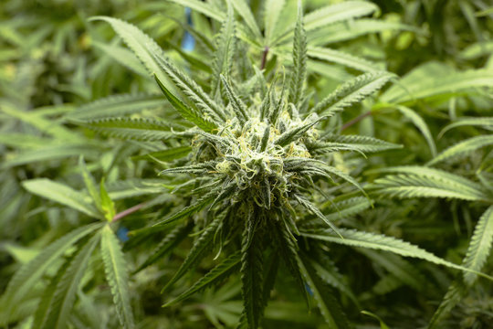 Top View of Leafy Marijuana Bud on Indoor Cannabis Plant