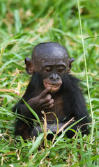 Bonobo is sitting on the ground. Democratic Republic of Congo. Lola Ya BONOBO  National Park. An...