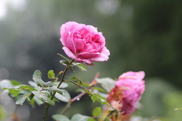 Beautiful roses in the garden.