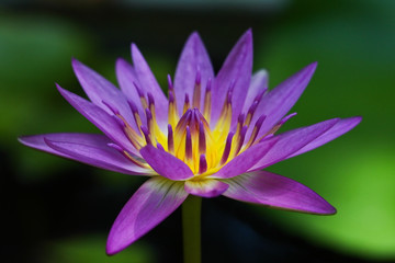 Indian lotus or  sacred lotus