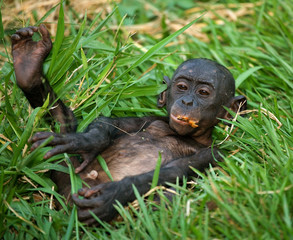 Baby of Bonobo lying on the grass. Democratic Republic of Congo. Lola Ya BONOBO National Park. An excellent illustration.