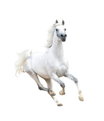 white arabian horse isolated on white