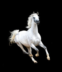 white arabian horse isolated on black background