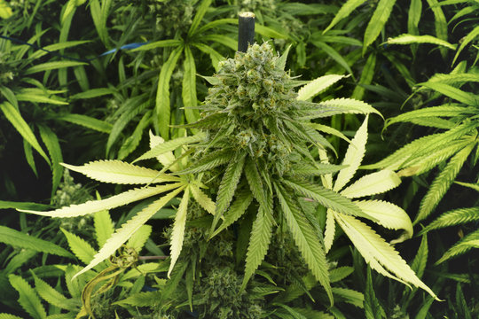 Wide Close Up of Leafy Marijuana Plant with Bud on Top at Indoors Cannabis Farm