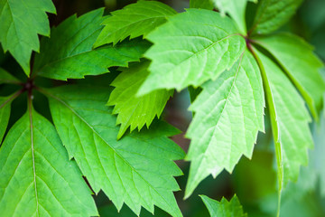 Close up of the ivy green leaves