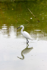 Egret