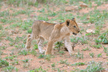 lionceau, bébé lion, Afrique
